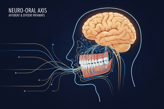 Gráfico que ilustra la conexión entre la boca y el cerebro en el neurodesarrollo infantil
