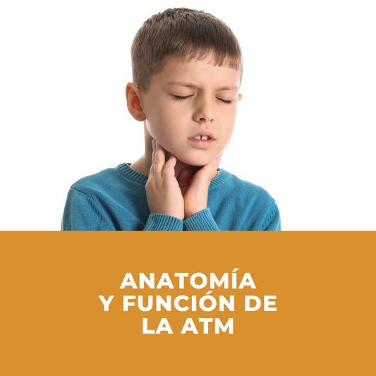 TTM: anatomía y función de la articulación temporomandibular – recursos científicos | Neurotrainers
